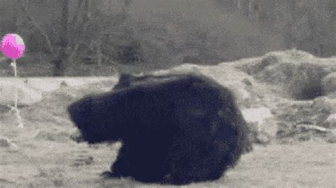 Funny Bear GIFs | Tenor