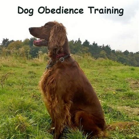 Dog Obedience Training | Dog training obedience, Dog obedience, Dogs