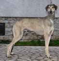 Sloughi|belgian groenendael Puppies | Sloughi|belgian groenendael Pets for sale