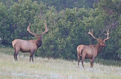 Elk Hunting in Colorado