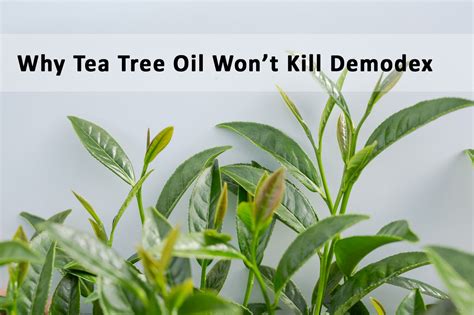 Does Tea Tree Oil Help With Demodex Mites In Dogs