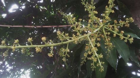 Close Up Image of Manggo Flower or Bunga Mangga Stock Photo - Image of close, mangga: 315620492