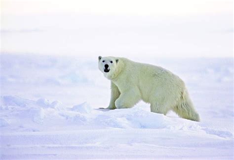 Habitat designation won't help polar bears but will kill Alaska jobs