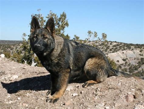 Brindle German Shepherd: Colors, Patterns, Appearance, Personality