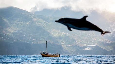 The MOST AMAZING Whale Watching Madeira Tours