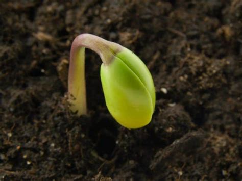 How to Germinate Cannabis Seeds – Germination – Percys Grow Room: A Cannabis Growers Forum ...