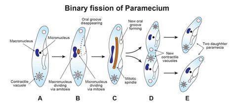 Paramecium Life Cycle