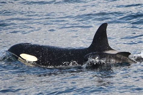 Just Keep Swimming: An Orca Was Spotted Caring for a Pilot Whale Calf for the First Time - Brightly