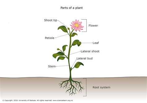 Parts of a plant — Science Learning Hub