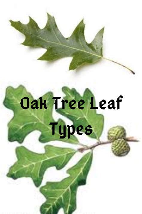 Texas Oak Tree Leaves Identification Chart – NBKomputer