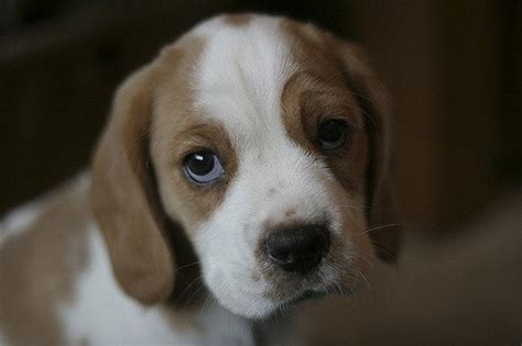 Beaglier Dog Breed Health, Temperament, Grooming, Feeding and Puppies - PetGuide | PetGuide