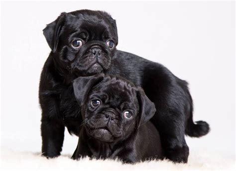 Pug Wallpaper, Screensaver, Background Cute Pug Puppies, Black Pug Puppies, Pug Puppy, Cute Pugs ...