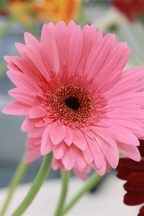 Pink Gerbera | Beautiful flowers, Gerbera, Gerbera daisy