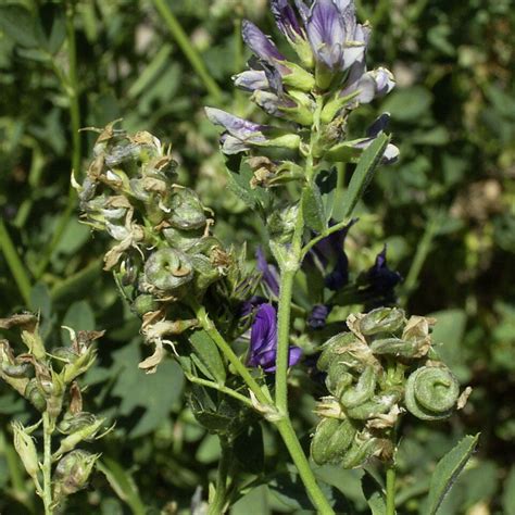 How to Grow Lucerne Seed - Lucerne Australia