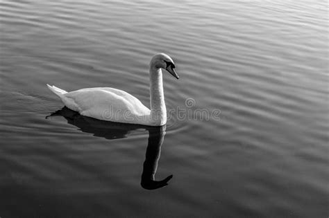 Black and White Image of Swan Swimming on a Lake Stock Image - Image of ...