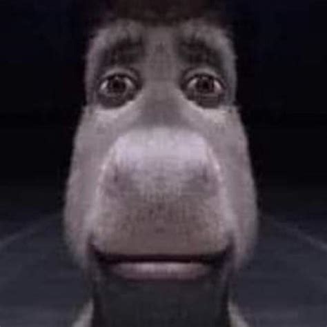 Staring Donkey (Symmetrical) | Staring Donkey | Know Your Meme