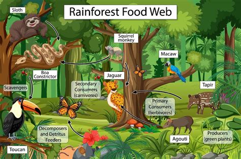 Food Chain In Rainforest