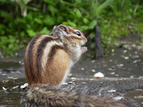 Siberian Chipmunk | Japan Experience