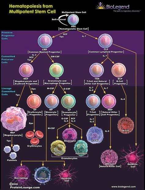 Hematology, Medical technology, Medical laboratory science