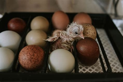 Hatching Baby Chicks What I learned - Abigail Albers