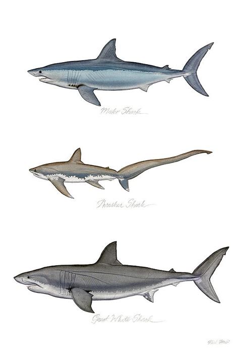 Great white, Thresher and Mako sharks | Shark painting, Shark art, Shark illustration