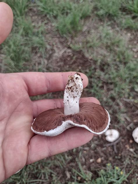 ID help, central texas : r/mycology