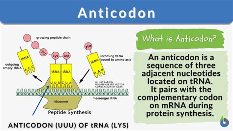 Anticodon - Definition and Examples - Biology Online Dictionary