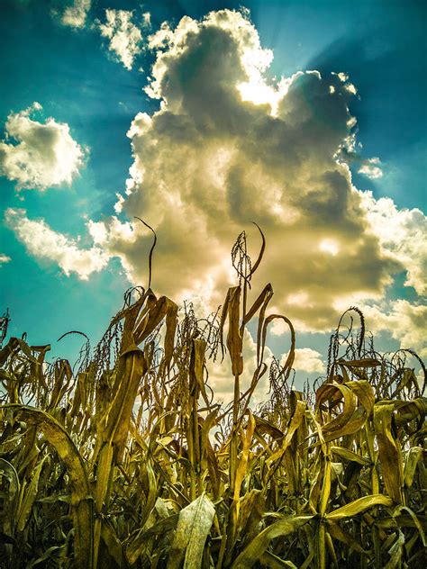 Corn Stalks in Autumn Photograph by Danny Mongosa - Fine Art America