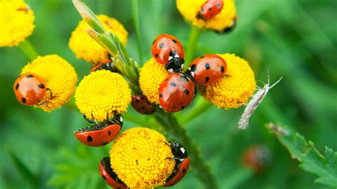 How To Keep Ladybugs In Your Garden | Storables