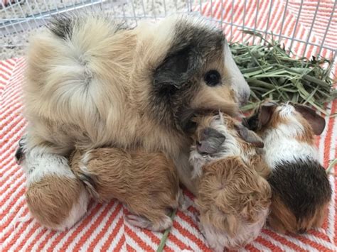 Pet Store Fail: Mom Buys Pregnant Guinea Pig | Lake Forest, CA Patch