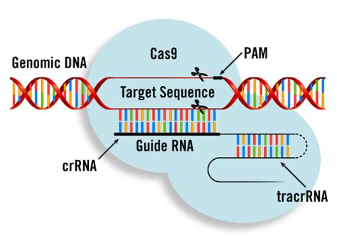 CRISPR/Cas9 Transfection