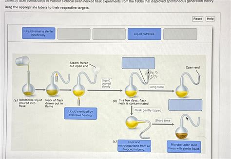 Solved Correctly label events/steps in Pasteur's critical | Chegg.com