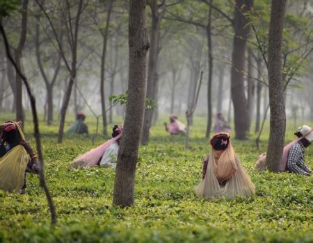 Assam Celebrates 200-Year Tea History and Its Impact on the Economy ...