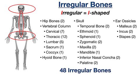 SKELETAL SYSTEM Jeopardy Template