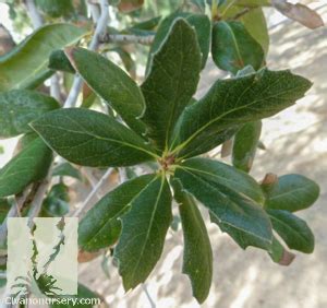 Southern Live Oak - Quercus virginiana - Civano Nursery