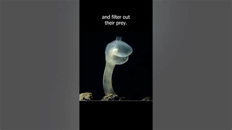 Predatory tunicates use suction to eat their prey!!! - YouTube