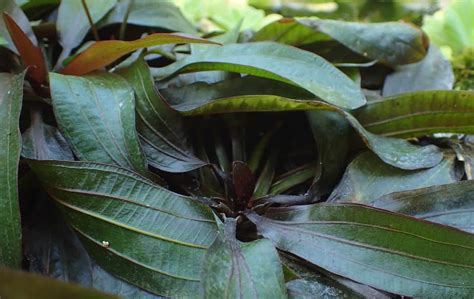 Anubias barteri: Types and Care Guide - Fish Laboratory