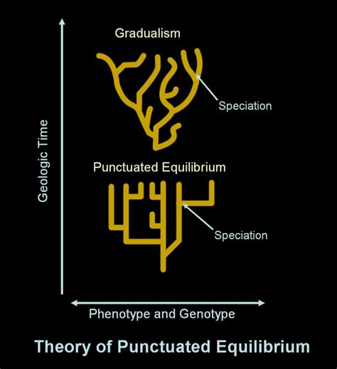 Theory Of Evolution: Theory Of Evolution Gradualism