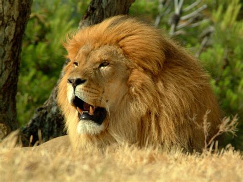 Japan: African Lion Pictures, African Lion Hunting Videos