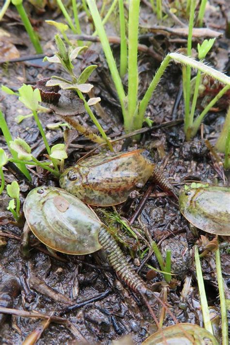 Triops – life cycle, facts and care - Pets-Society