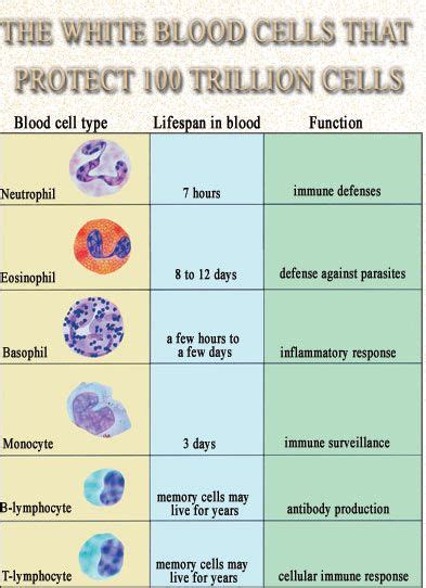 Types of WBCs & their function(s) #vasculitis Nursing Tips, Nursing Study, Nursing Notes ...