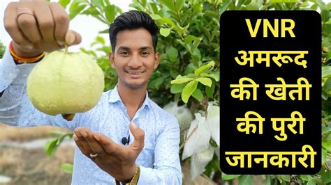 VNR अमरूद की खेती की पूरी जानकारी || VNR Amrud ki kheti || VNR Guava Farming in India - YouTube