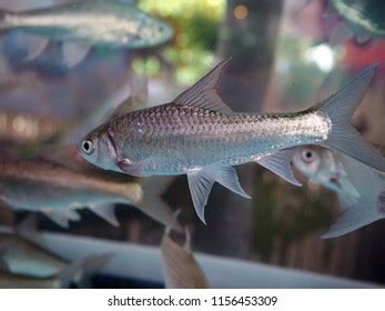 157 Silver cyprinid Images, Stock Photos & Vectors | Shutterstock