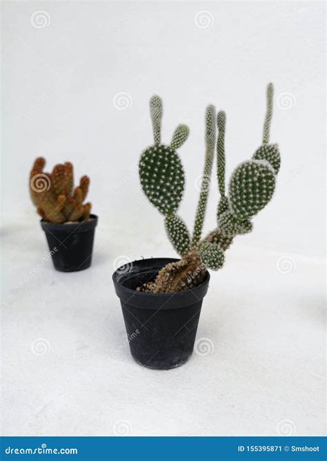 Cactus Planting on White Background Stock Image - Image of leaves, earth: 155395871