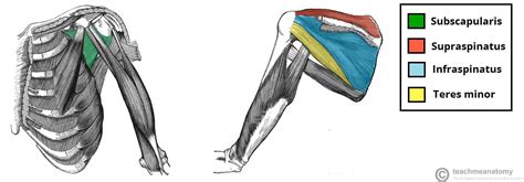 The Shoulder Joint - Structure - Movement - TeachMeAnatomy