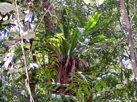 Days on the Claise: Ferns in the Rainforest