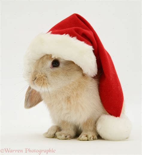 Christmas Bunny Wallpaper - WallpaperSafari