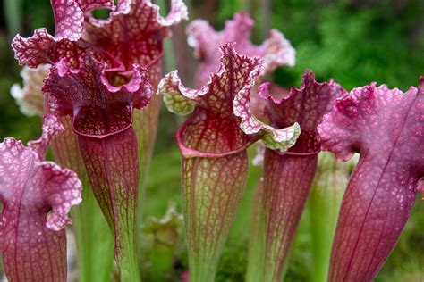 Carnivorous Plants To Grow | BBC Gardeners World Magazine