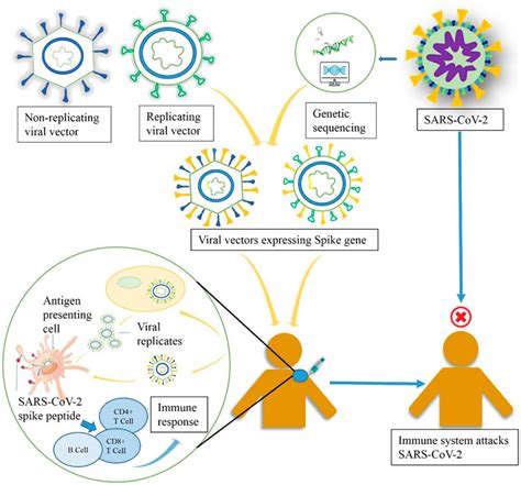 Frontiers | Developmental Landscape of Potential Vaccine Candidates ...