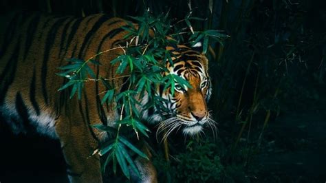 Top 17 Bengal Tiger Facts - Diet, Habitat, Speed & More | Facts.net